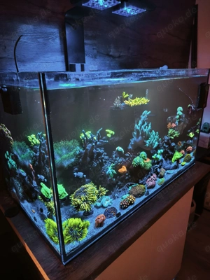 Meerwasseraquaristik für Einsteiger bis Profis WhatsApp-Gruppe