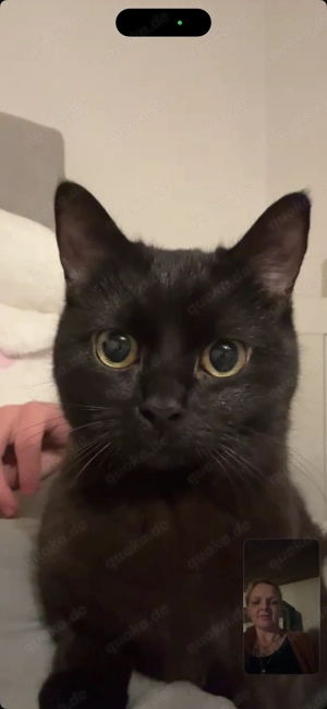 Junges Katzenmädchen