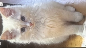 Ragdoll kitten sucht sein zuhause