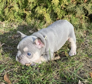Französische Bulldogge Welpen 
