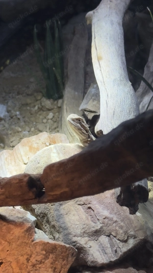 Zwergbartagam inklusive Terrarium