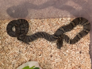 0.0.3 Elaphe schrenckii Amurnatter Nz.25