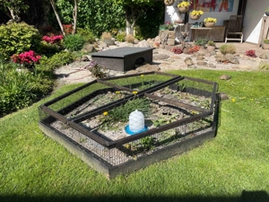 Griechische Landschildkröten, Nachzuchten aus 2025