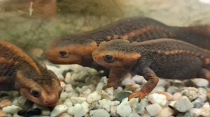 Burma- oder Geknöpfter Krokodilmolch (Tylototriton verrucosus)