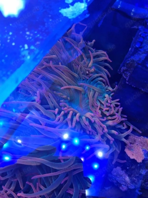 Blasenanemone 'Sunburst' Bild 2