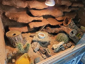 Leopardgeckos mit Terrarium