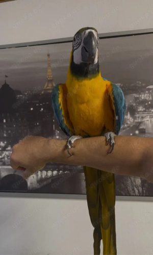 Gelbbrustara Handzahm und Spricht