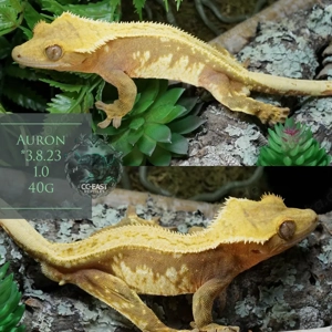 Kronengecko C.Ciliatus nachzuchten adult 