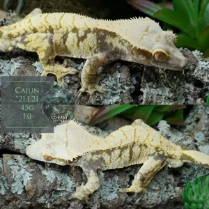kronengecko c.ciliatus adult + Nz part 1 