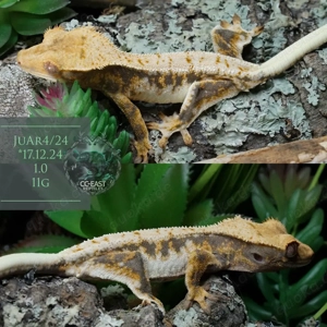 C. ciliatus kronengecko Nachzuchten