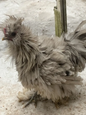 Seidenhaehne gestruppt