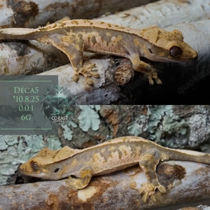 kronengecko nachzucht c.ciliatus