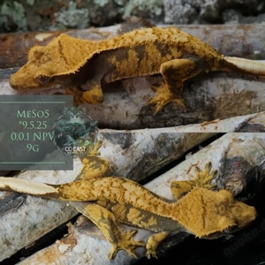 c.ciliatus kronengecko NZ part 2 