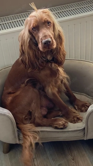 Cocker Spaniel Welpen Gold