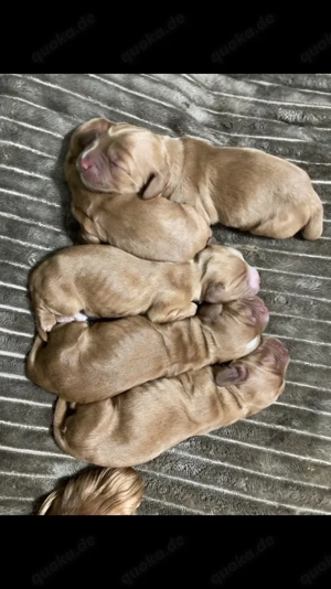 Cocker Spaniel Welpen gold