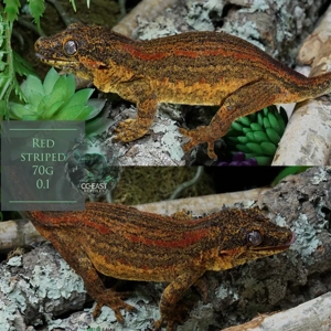 r. Auriculatus höckerkopfgecko adult RTB gruppe 