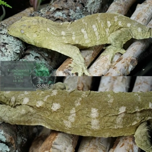 R. Leachianus Riesengecko "moro" 