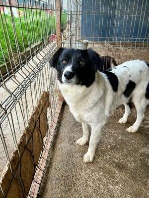 Chester ist der ideale Begleiter