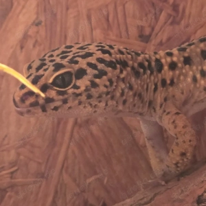 Leopardgecko 