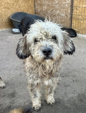 Boomer wünscht sich ein Körbchen