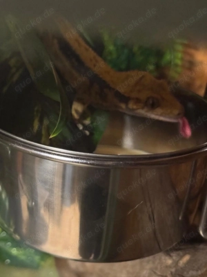 Kronengecko männlich mit Terrarium