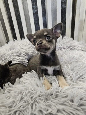 Chihuahua Welpen blue tan