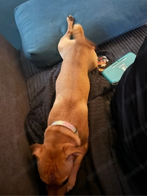 suche erfahrene Hundeeltern 