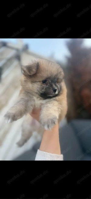 Liebevolle Zwergspitz   Spitzmix Welpen suchen ein neues Zuhause   