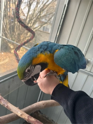 ara gelbbrustara jung männlich Handzahm 