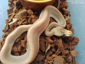 Cinnamon Ghost Champagne 1.0 zu Verkaufen  Bild 2