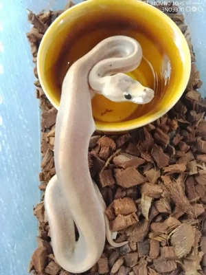Cinnamon Ghost Champagne 1.0 zu Verkaufen  Bild 4