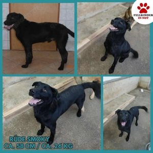 Toller Mischlingsrüde Smoky sucht seine Menschen