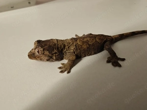 0.0.1 Rhacodactylus (mniarogekko) chahoua Flechtengecko