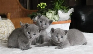 Wunderschöne Russisch Blau Kätzchen gesund, verspielt und bereit für ein neues Zuhause  Bild 2