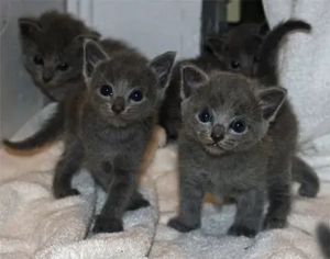 Wunderschöne Russisch Blau Kätzchen gesund, verspielt und bereit für ein neues Zuhause 