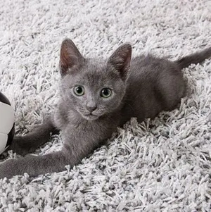 Wunderschöne Russisch Blau Kätzchen suchen ein liebevolles Zuhause 