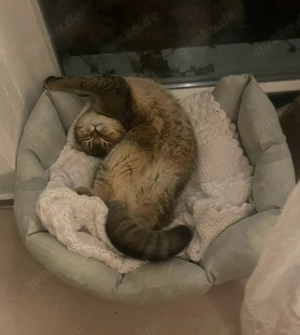 Britisch Kurzhaar  VB  Kätzchen zu vergeben 