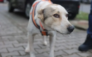 Sanfte und geduldige Felice sucht Zuhause