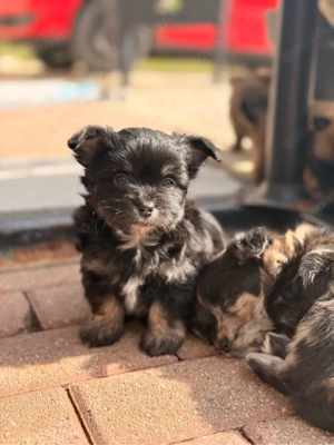 Traumhafte Malchipoo Welpen aus liebevoller Familienaufzucht