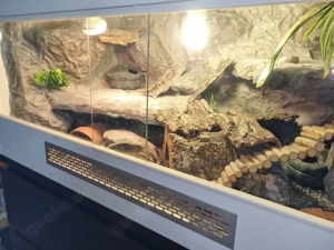 Zwei Leopardengeckos mit Terrarium abzugeben Bild 4