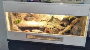 Zwei Leopardengeckos mit Terrarium abzugeben Bild 2