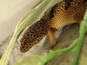 Zwei Leopardengeckos mit Terrarium abzugeben