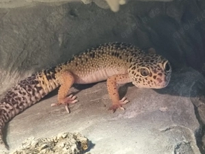 Zwei Leopardengeckos mit Terrarium abzugeben Bild 3