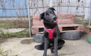 Sonnenschein Kyoko sucht ihre Menschen