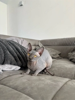 canadian sphynx nacktkatze blue grau grey kitte katze 