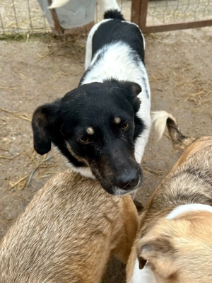 Emma möchte endlich ein eigenes Körbchen