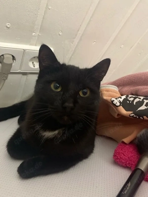 Britischkurzhaar katze (MIX)