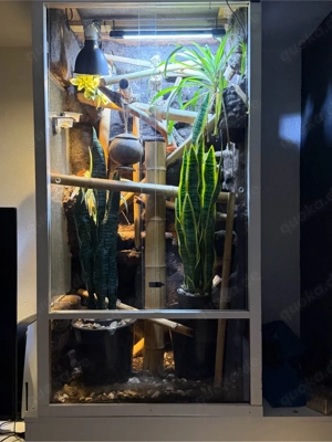 phelsuma standingi 1.1 mit terra