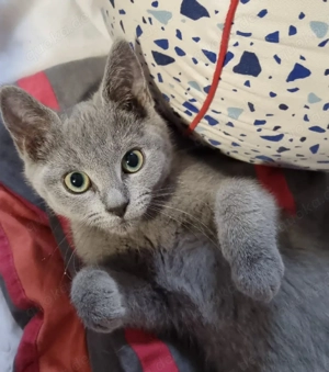 BKH Kater sucht Zuhause