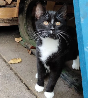 junge Katzendame abzugeben 